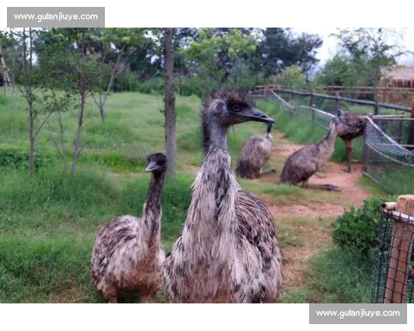 人类与袋鼠力量速度与智慧对决的极限生存想象实验全解析前瞻推演